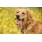 Coisas de Cachorro